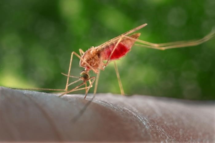 Southern house mosquito Southern house mosquito