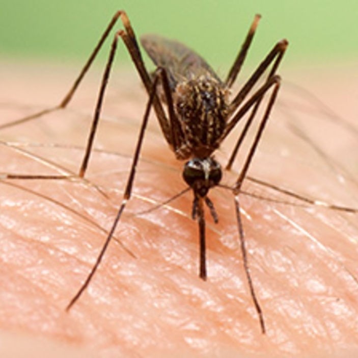 Asian bush mosquito Asian bush mosquito