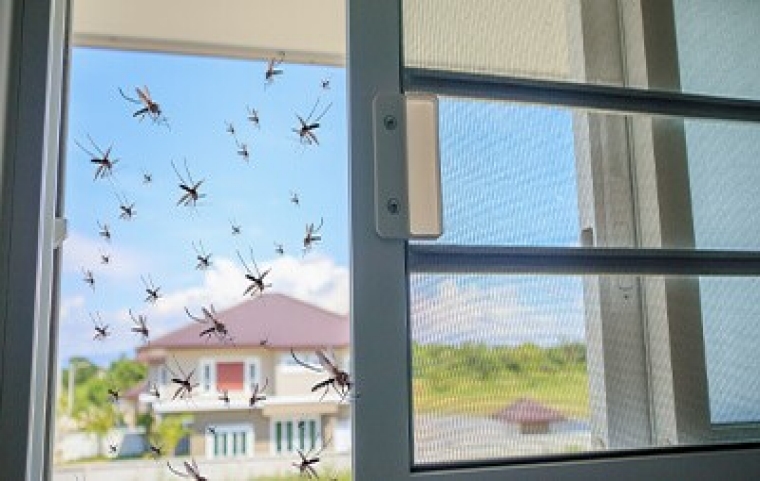 Mosquitoes entering through an open screen window Mosquitoes entering through an open screen window