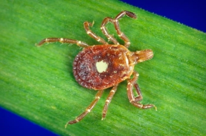Lone star tick Lone star tick