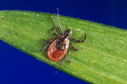 Black-legged tick