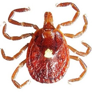 Lone star tick Lone star tick