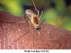 Mosquito