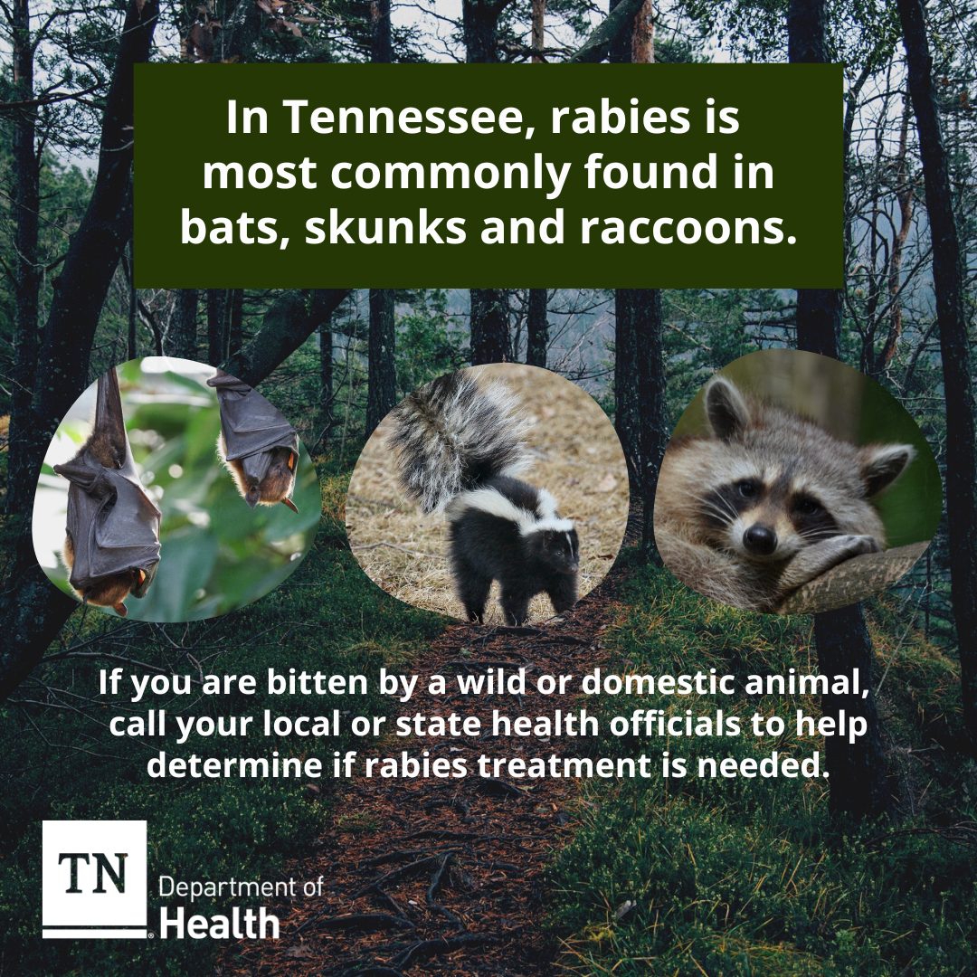 World Rabies Day