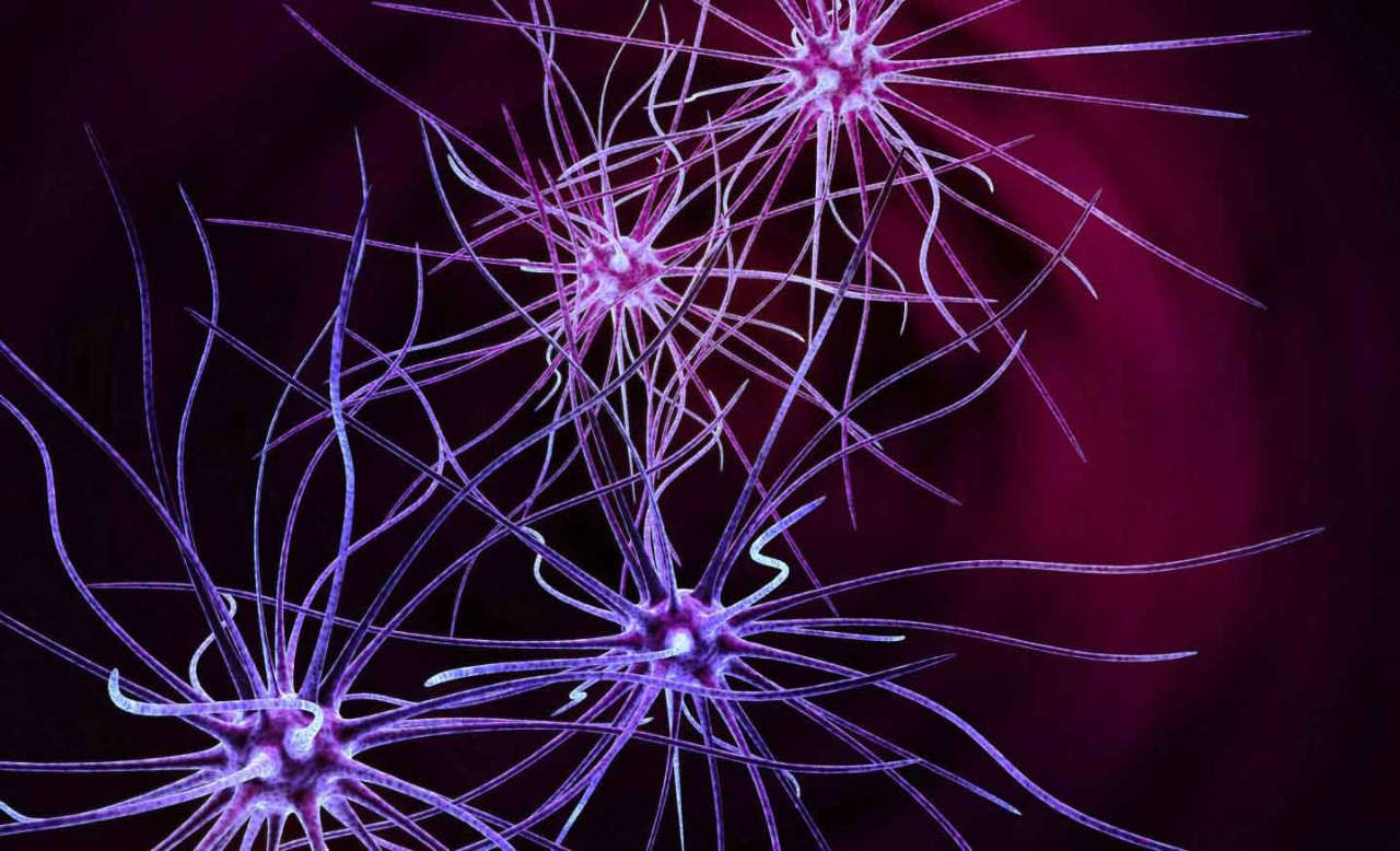 Brain Cell Networks Brain Cell Networks pink cells against red background