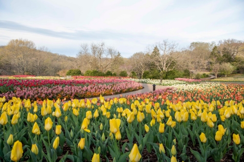 2022 Cheekwood in Bloom