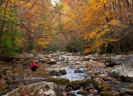 Fall Foliage in Cades Covev