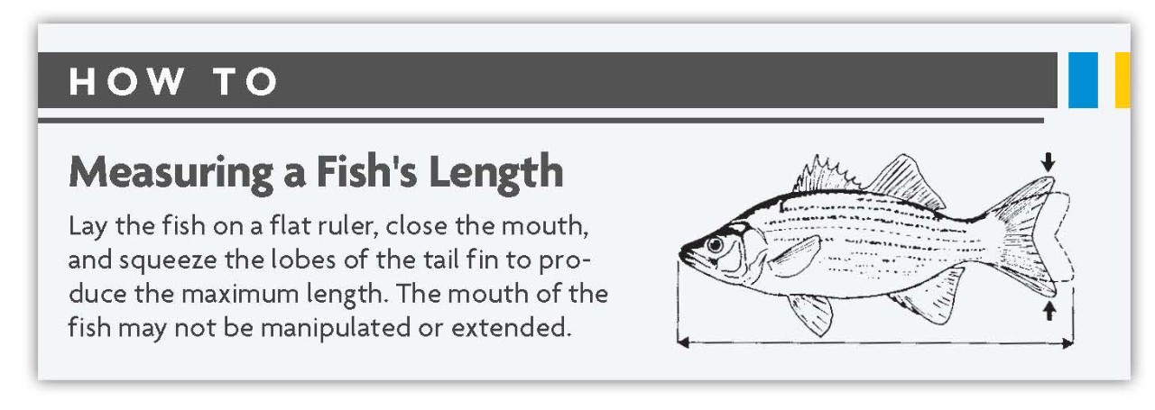 How to measure fish length