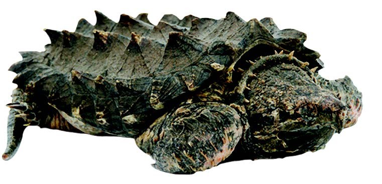 Alligator Snapping Turtle