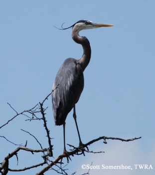 Great-Blue-Heron-adult-2
