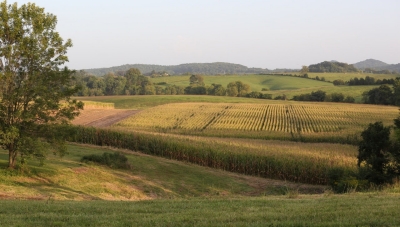 Dove Field