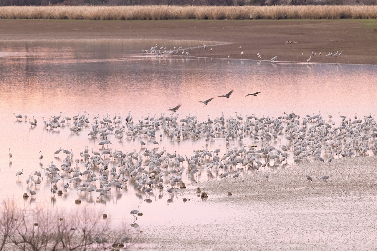 Cranes-Cluster Donna Bourdon