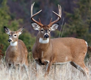 Whitetail Deer