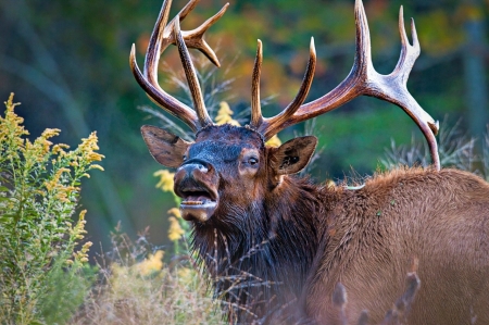 Elk Bugle Elk Bugle