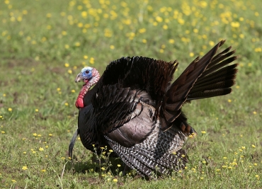 turkey