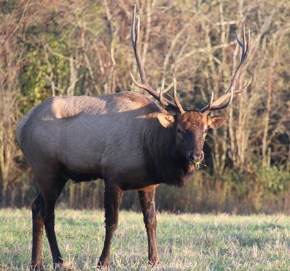 Elk