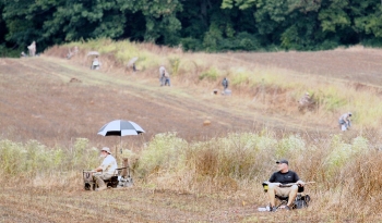 Dove fields