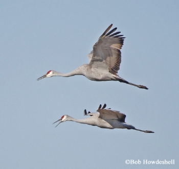 Cranes in flight Cranes in flight