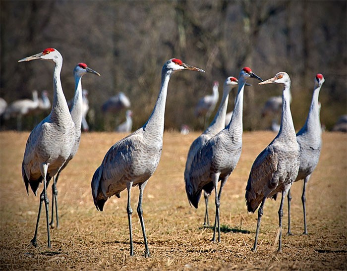 Sandhill Crane Flock Sandhill Crane Flock