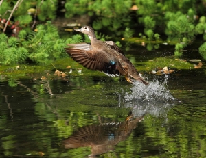 Duck Etiquette