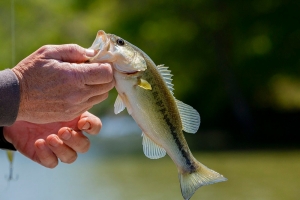 Top Five Lakes In Tennesee