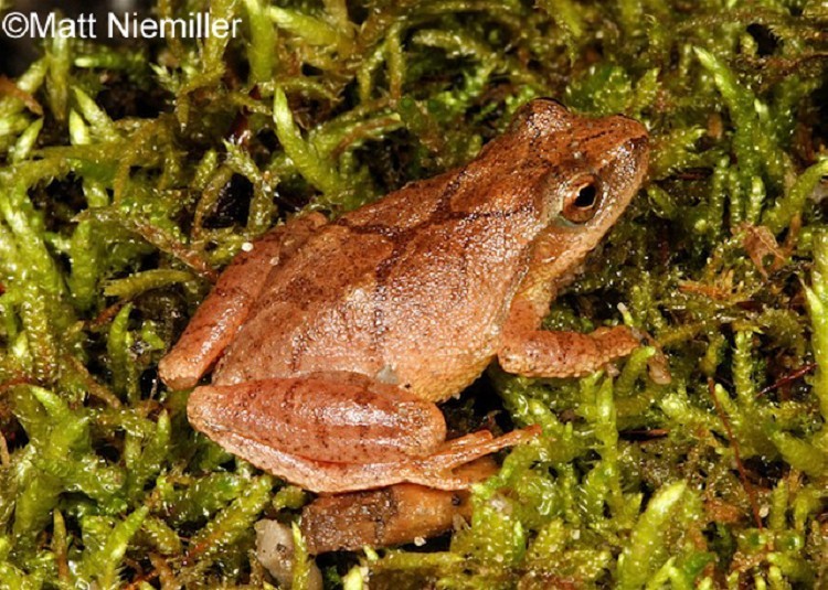 Spring Peeper Frog