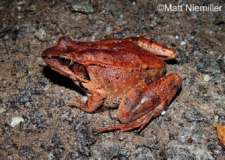 wood-frog3