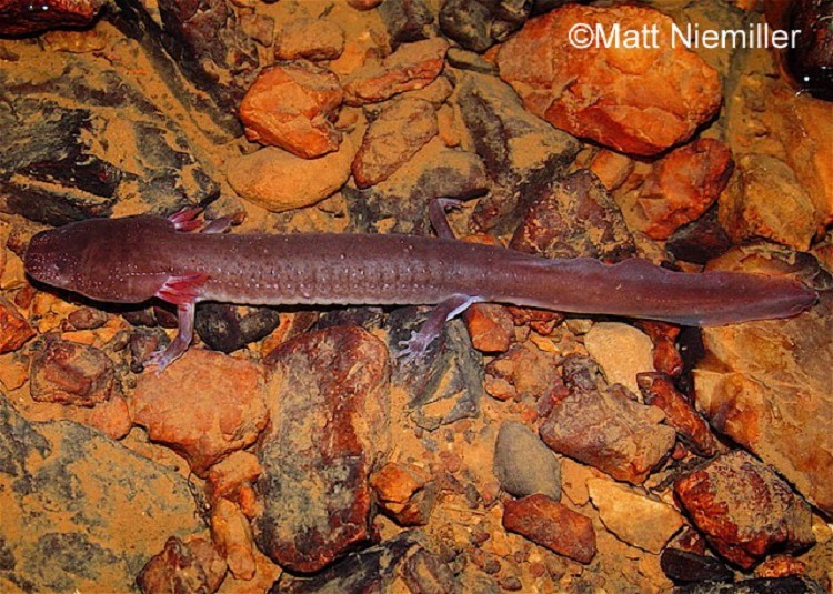 Berry Cave Salamander