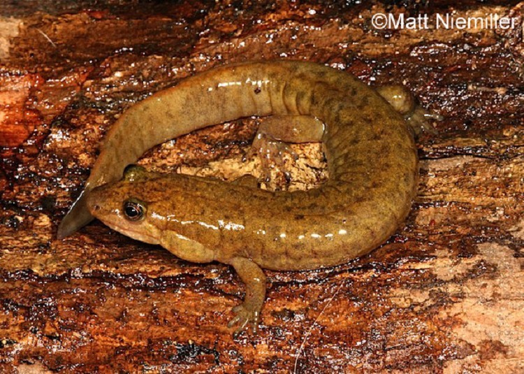 Black Mountain Salamander