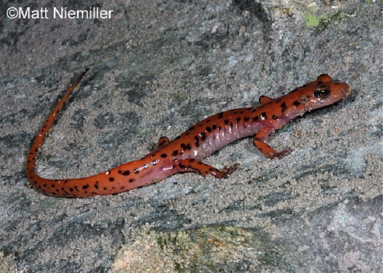 Cave Salamander