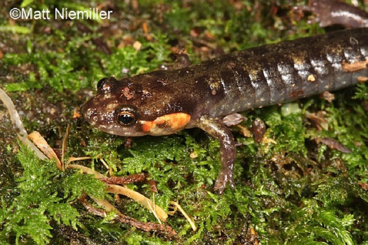 Imitator Salamander