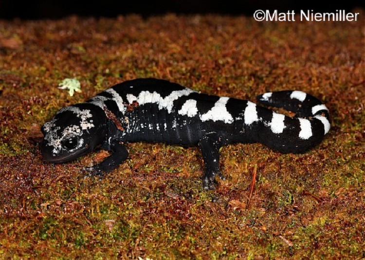 Marbled Salamander