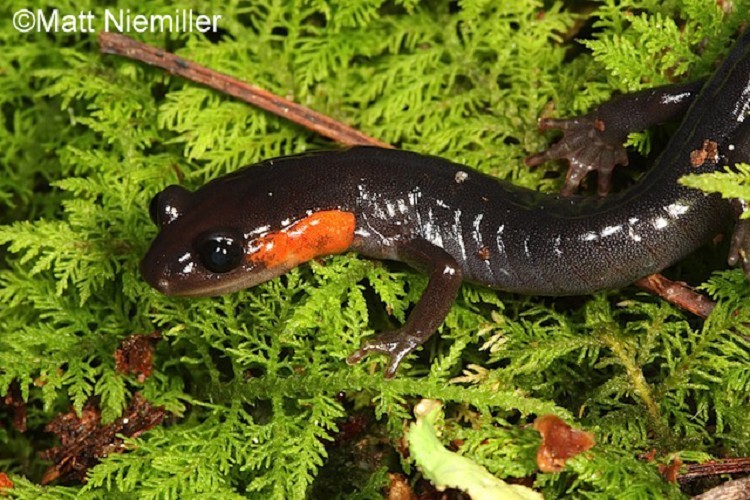 Red-cheeked Salamander