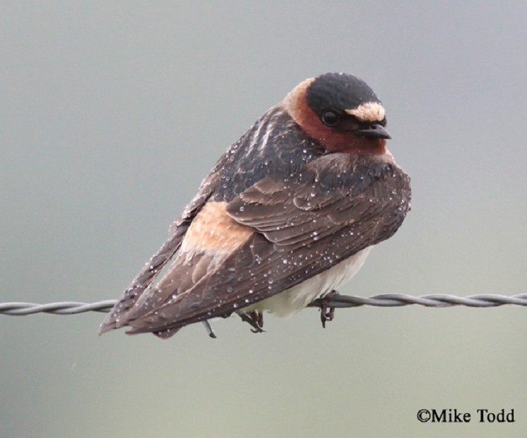 Adult Cliff Swallow Adult Cliff Swallow