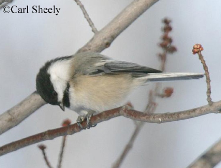 black-capped-chickadee Black-capped Chickadee Range Map