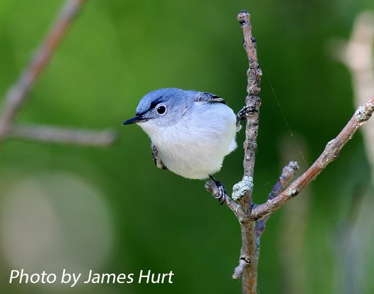 Blue-gray Gnatcatcher
