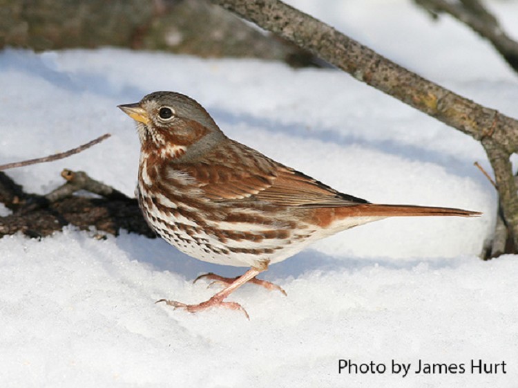 fox-sparrow Fox Sparrow