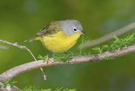 Nashville Warbler Nashville Warbler