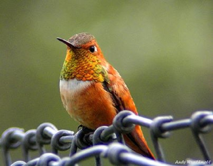 rufous-hummingbird-002 Rufous Hummingbird
