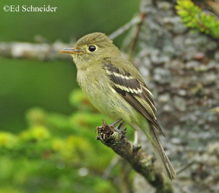 yellow-bellied-flycatcher Yellow-bellied Flycatcher
