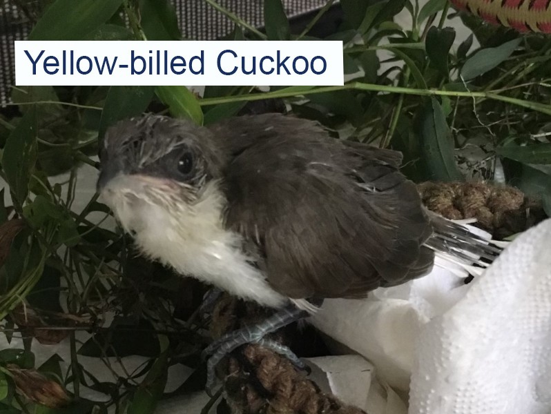 Yellow-billed Cuckoo