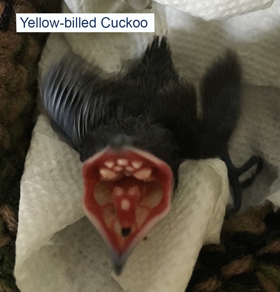 Yellow-billed Cuckoo