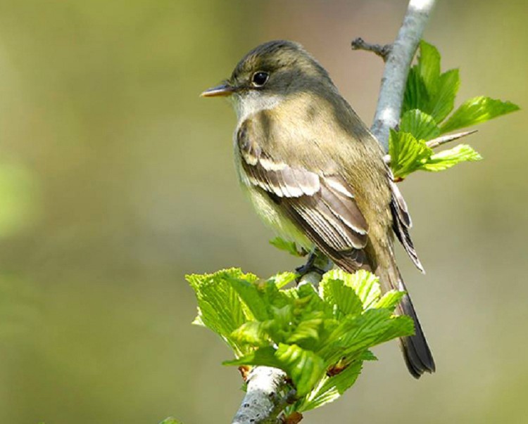 alder-flycatcher