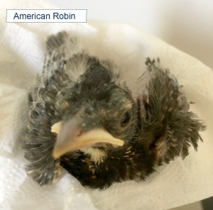 American Robin