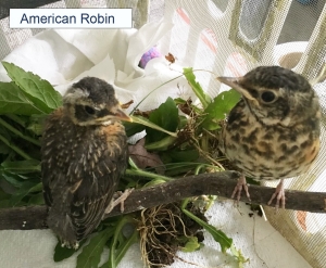 American Robin