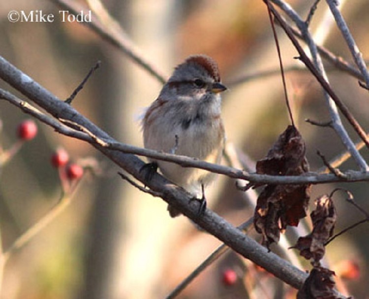 American Tree Sparrow