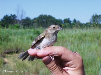 Bachman's Sparrow