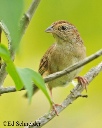 Bachman's Sparrow