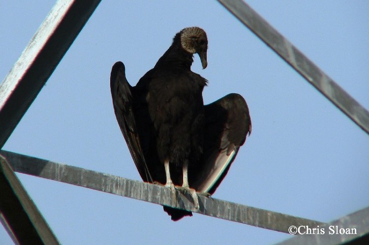 black-vulture-002 Black Vulture