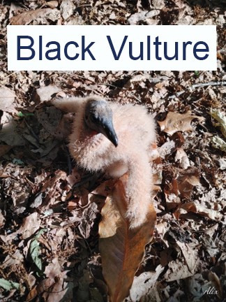 Black Vulture Fledgling